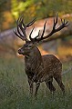  Cerf, brame, Dyrehaven 